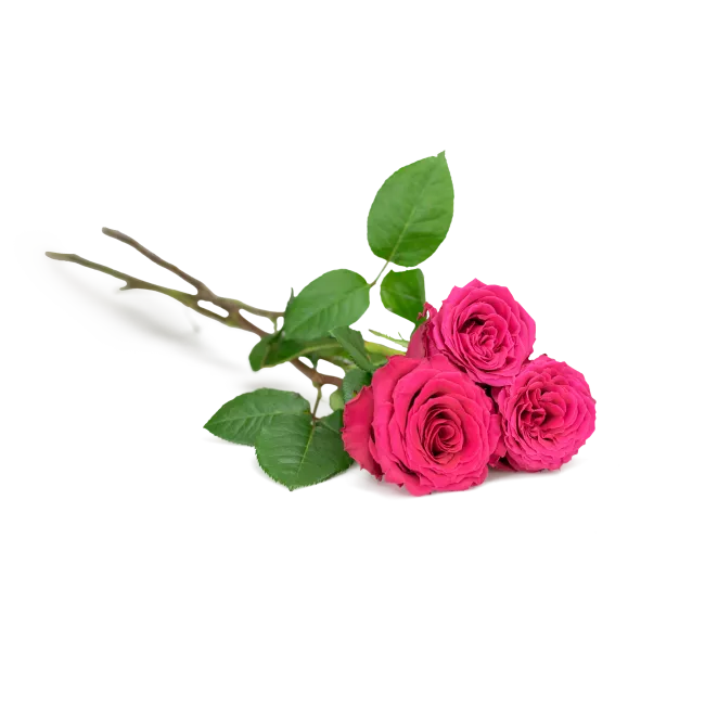 Kytice ekvádorských růží 80 cm